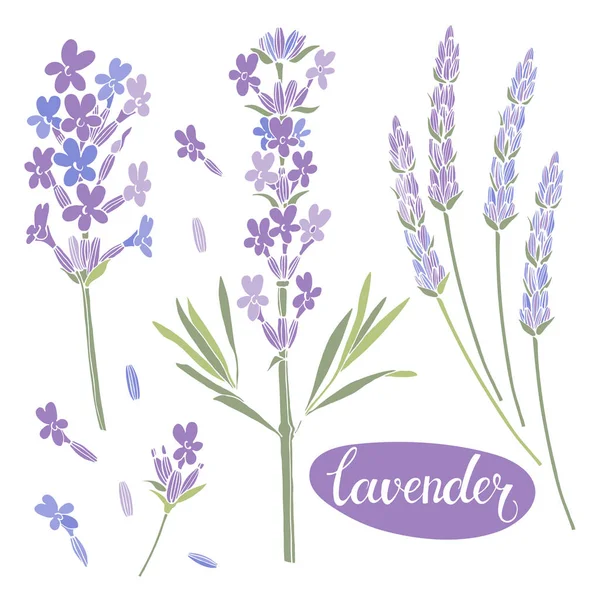 Lavender floral elements — Stock Vector