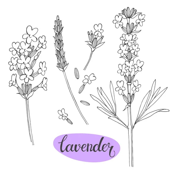 Elementos florais de lavanda — Vetor de Stock