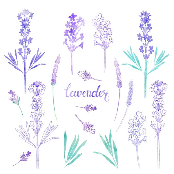 Elementy kwiatowy lawenda — Zdjęcie stockowe