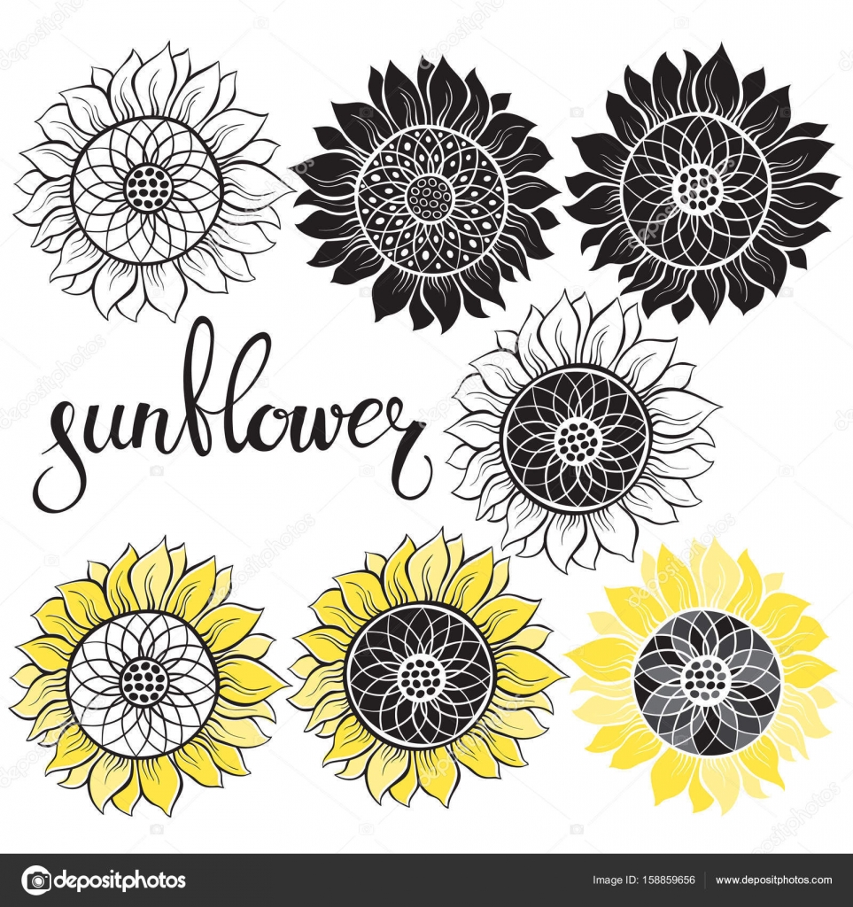 Семь Различных Подсолнухов Векторное Изображение ©maritime_m 158859656