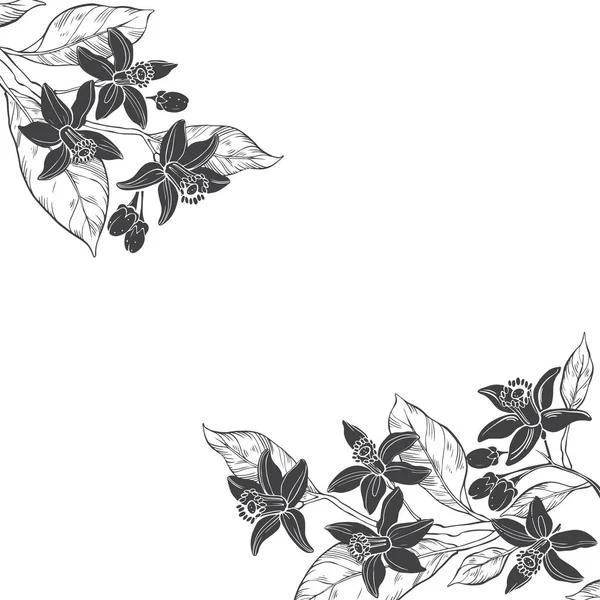 Blommig bakgrund med neroli — Stock vektor