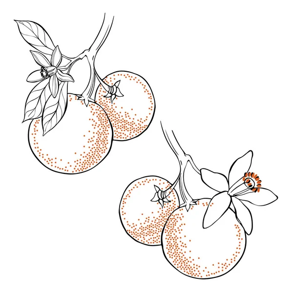 Orangenfrucht und Blütenzeichnung — Stockvektor