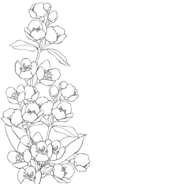  dalları çiçek Yasemin. 