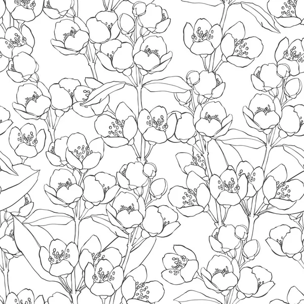 Blommande grenar av jasmin — Stock vektor