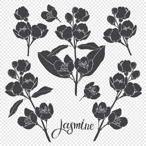 Jasmine květinové prvky pro design. — Stockový vektor