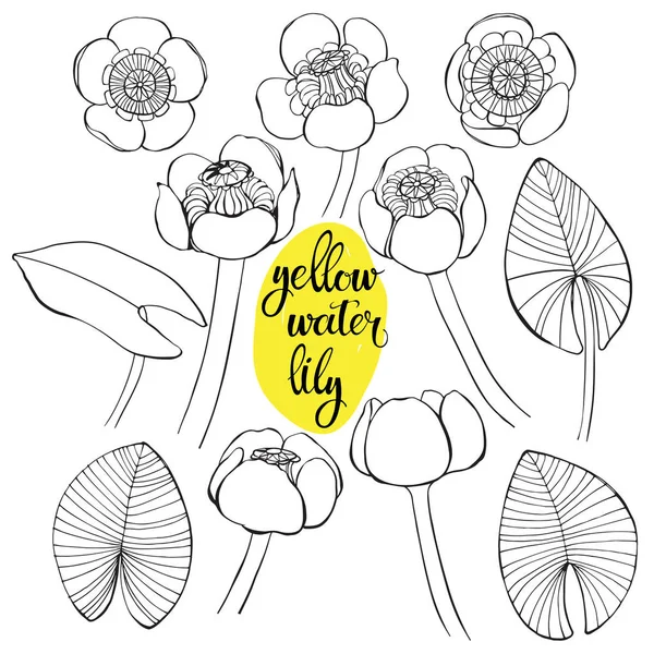 Waterlelie floral elementen — Stockvector