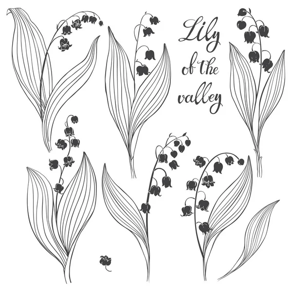 Lys Vallée Illustration Vectorielle Élément Floral Isolé — Image vectorielle