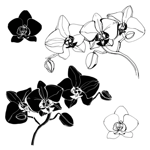Orchids Vector Illustration Isolerade Blommiga Inslag För Design — Stock vektor