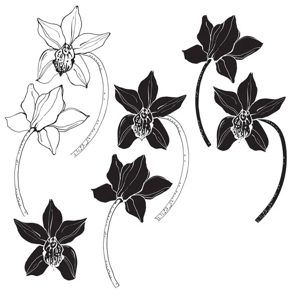 Orchids Vector Εικονογράφηση Απομονωμένα Floral Στοιχεία Για Σχεδιασμό — Διανυσματικό Αρχείο