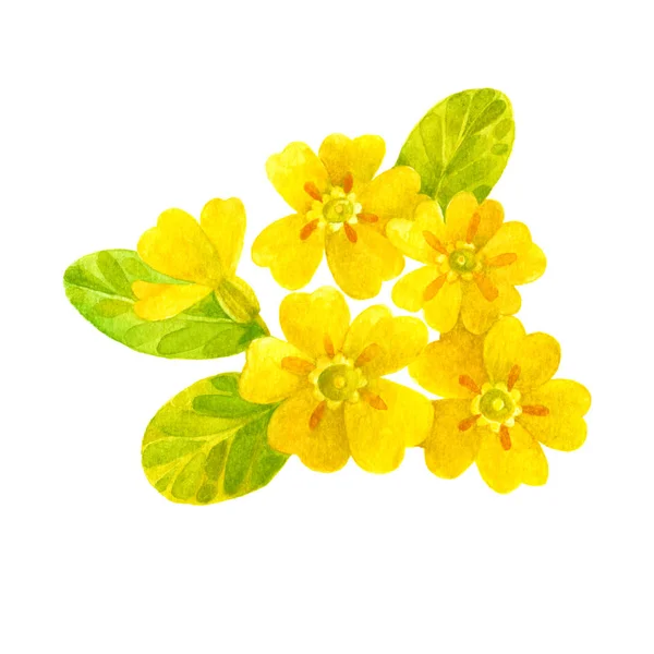 Akvarell Våren Blommor Primrose Isolerad Vit Bakgrund — Stockfoto