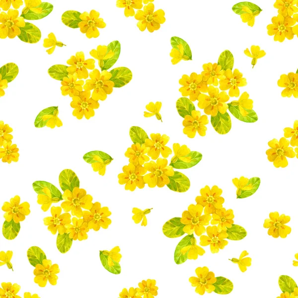 Seamless Watercolor Pattern Primrose White Background — Stock Photo, Image