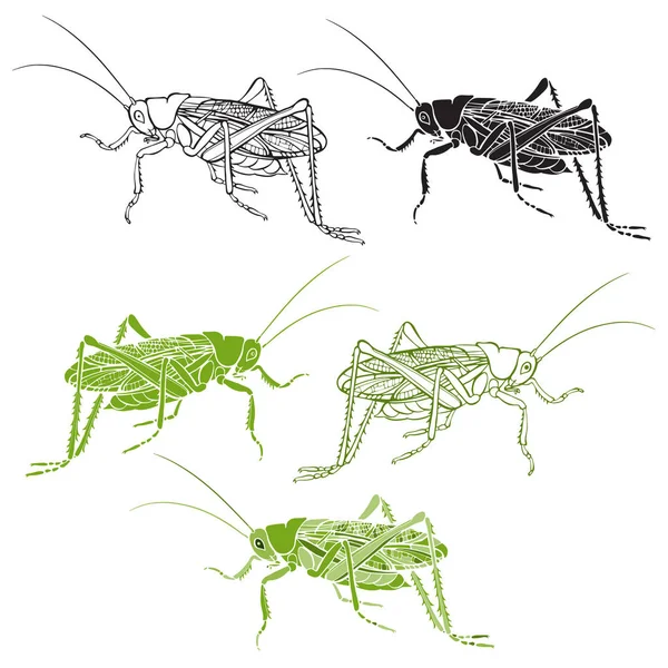 Grasshoppers Set Five Insects Isolated White — Stock Vector