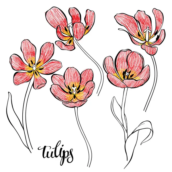 Tulips Vector Иллюстрации Изолированные Цветочные Элементы Дизайна — стоковый вектор