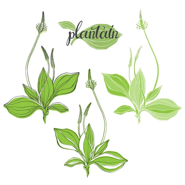 Plantain Planta Medicinal Flores Campo Silvestre Boceto Ilustración Vectorial — Archivo Imágenes Vectoriales