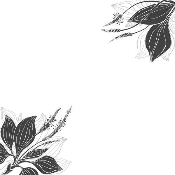 Floral Φόντο Plantain Λευκό Φόντο Εικονογράφηση Διάνυσμα Γωνία — Διανυσματικό Αρχείο