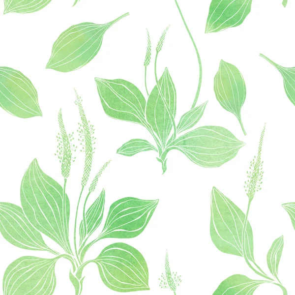 Seamless Pattern Plantain Watercolor Illustration White — Stock Photo, Image