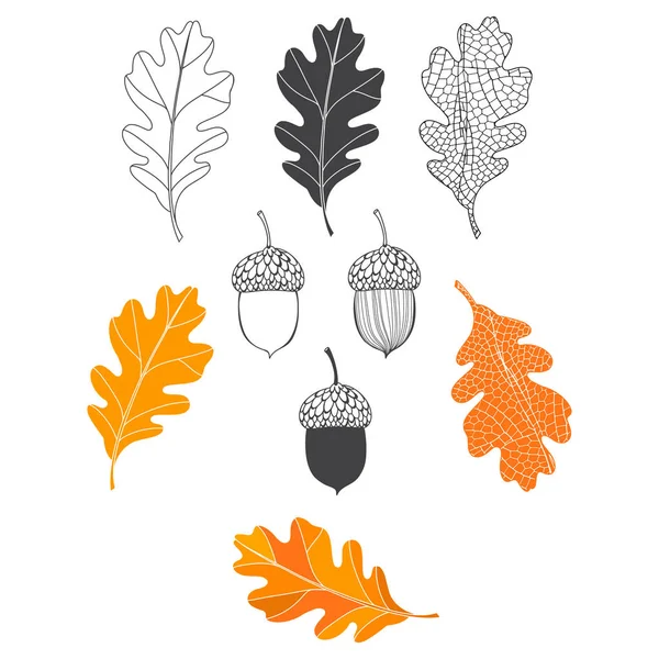 Listy dubu a žaludy. Ručně kreslené vektorové ilustrace, izolované květinové prvky pro design na bílém pozadí. — Stockový vektor