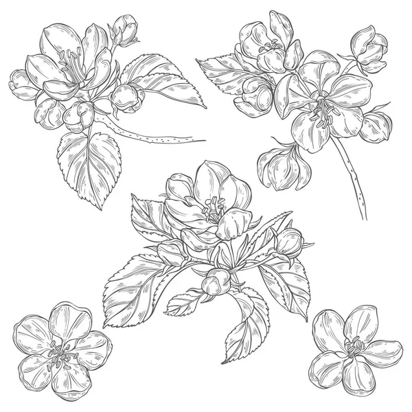 Jabloňové větve. Ručně kreslené vektorové ilustrace, izolované květinové prvky pro design na bílém pozadí. Čárový obrázek. — Stockový vektor