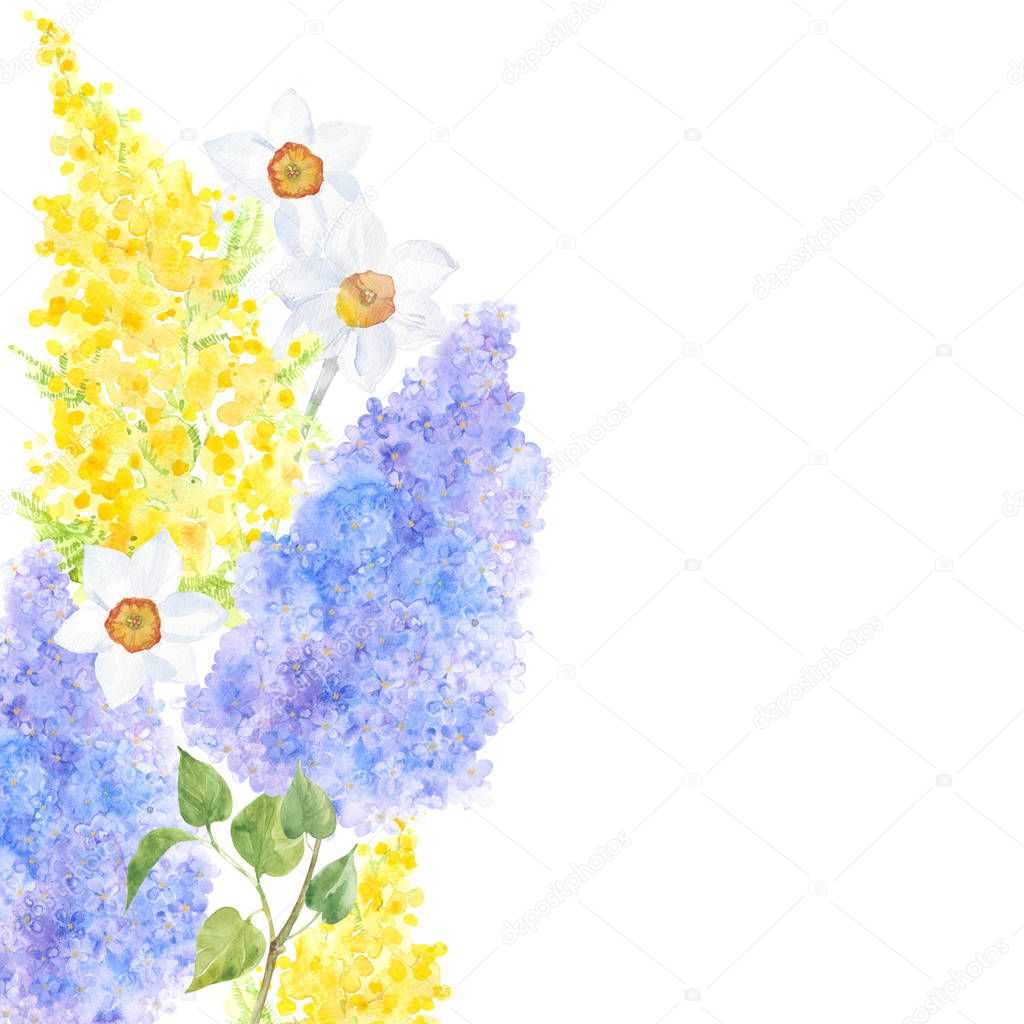 Festive spring background with lilac, mimosa and narcissus. Watercolor illustration on white background with place for text.