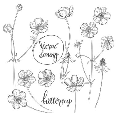 Buttercups  isolated on white background. Black and white vector illustration. Outline. clipart