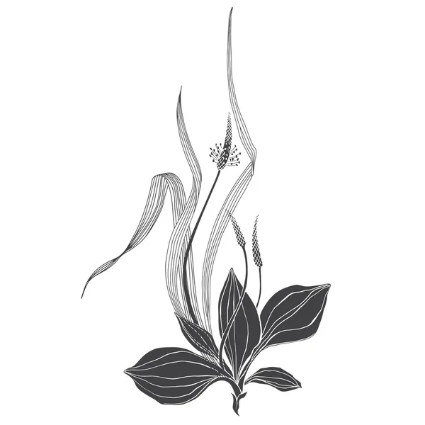 Illustration Vectorielle Avec Des Herbes Sauvages Sur Blanc Invitation Carte — Image vectorielle