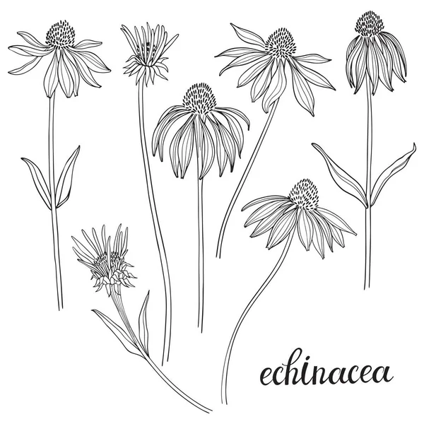 Kwiaty Echinacea Izolowane Białym Tle Czarno Biały Wektor Ilustracja — Wektor stockowy