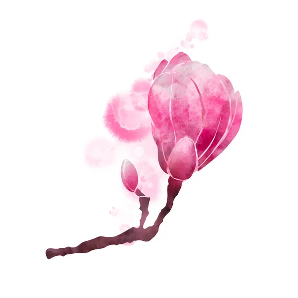 Magnolia Ramură Izolată Fundal Alb Ilustrație Acuarelă — Fotografie, imagine de stoc
