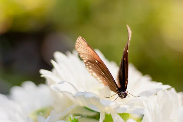 Cerca Mariposa Tigre Común Flor Blanca Jardín —  Fotos de Stock