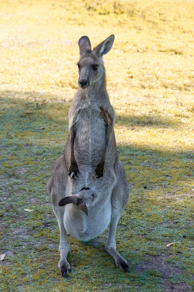 Canguru Vermelho Australiano Natureza — Fotografia de Stock