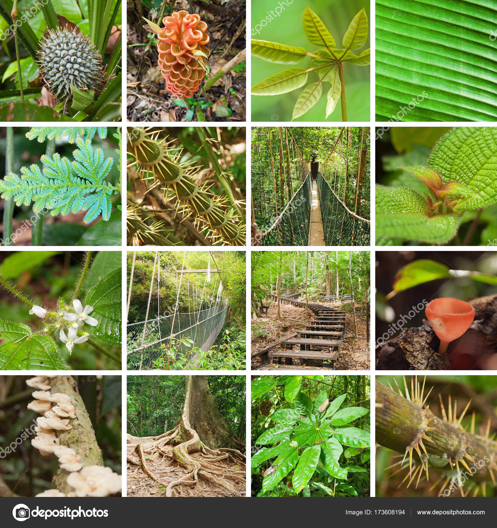 Collage Of Taman Negara National Park Stock Photo