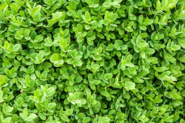 Doku herdem yeşil yaprak