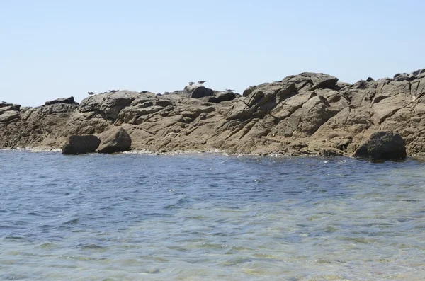 Gaviotas sobre rocas — Foto de Stock