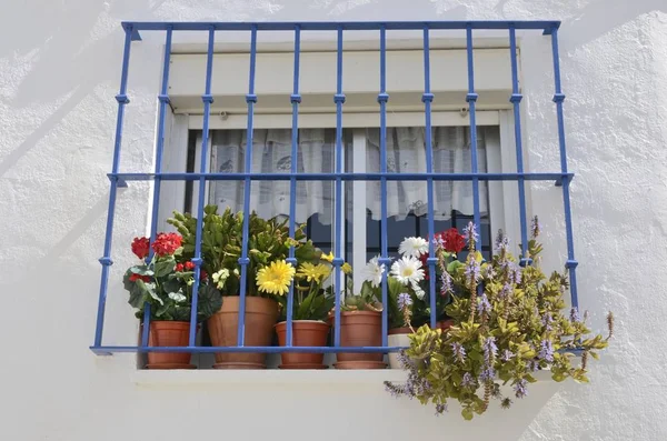 Blommor krukor fönster — Stockfoto