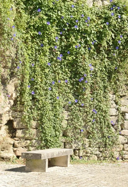 Planta trepadora en pared de piedra — Foto de Stock