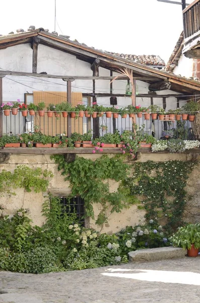 Растения на фасаде традиционного дома — стоковое фото