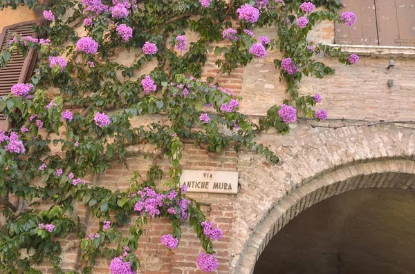 Begonvil bir tuğla kemer üzerinde — Stok fotoğraf