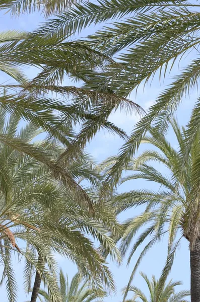 Пальмы на набережной — стоковое фото