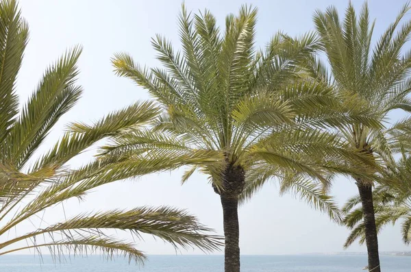 Denize yakın palmiyeler — Stok fotoğraf