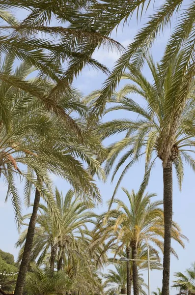 Rij van palmbomen — Stockfoto