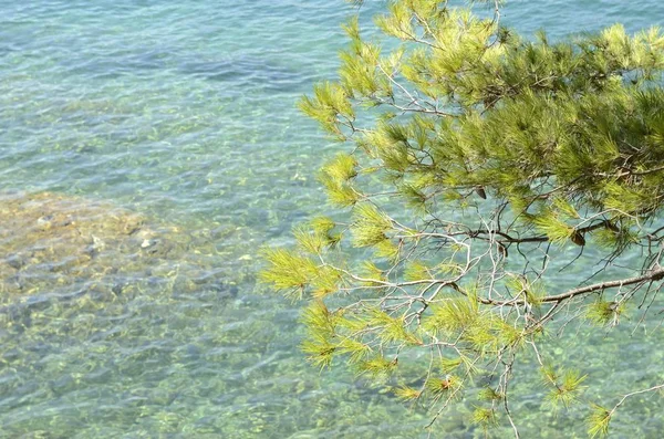 Groene bladeren over heldere zee — Stockfoto