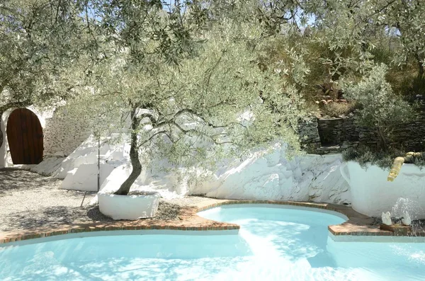 Olivovníky kolem bazénu — Stock fotografie