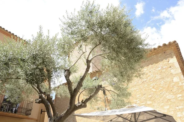 Drzewo oliwne przed kościołem — Zdjęcie stockowe