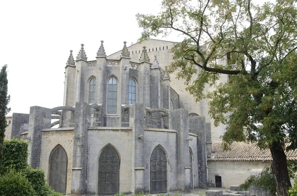 Árbol junto a la Catedral — Foto de Stock