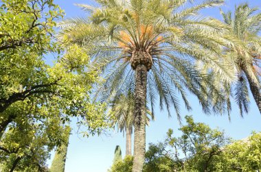 Avuç içi ve portakal ağaçları