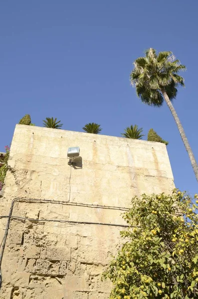 Palmiye ve Ortaçağ Kulesi — Stok fotoğraf