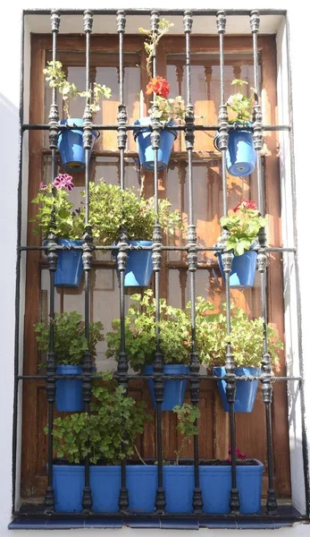 Flores en maceta en la ventana — Foto de Stock