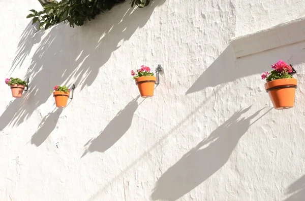 Macetas de flores en la pared blanca — Foto de Stock