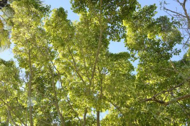Yapraklı ağaçlar gökyüzüne