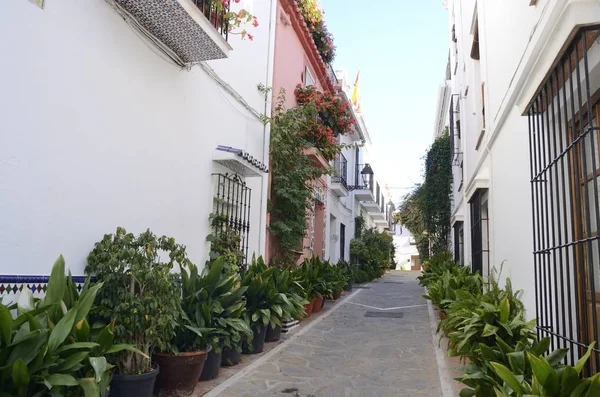 Plantas de panela no beco — Fotografia de Stock