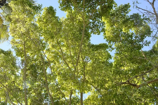 Yapraklı ağaçlar gökyüzüne